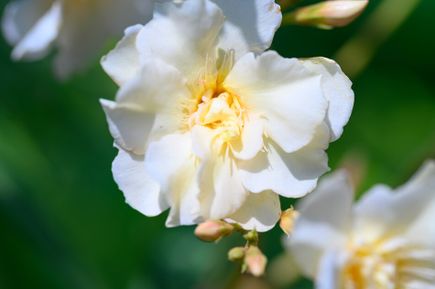 Flor de adelfa blanca